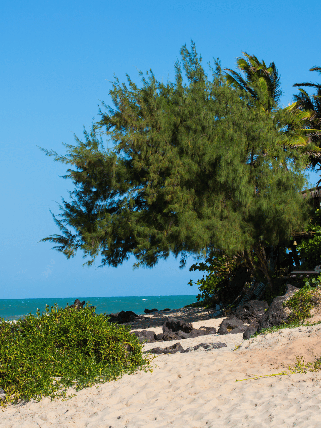 Exploradores da Natureza: O que fazer em Natal em 7 dias