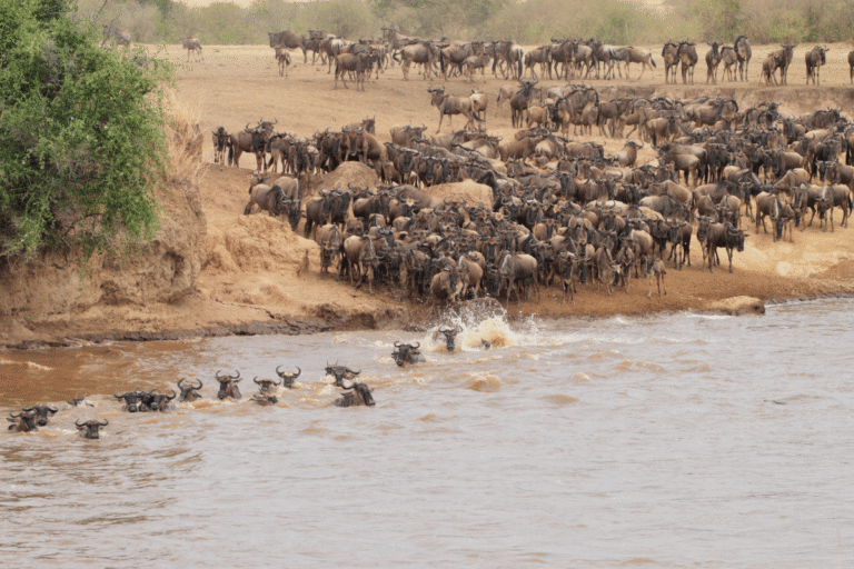 A Grande Migração mês a mês Onde estar e quando ir Guia do Mundo viagens viajar roteiros