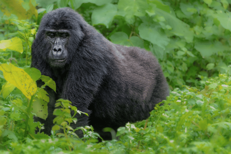 Como combinar um Safári no Quénia com o Trekking dos Gorilas em Uganda Guia do Mundo viagens viajar roteiros