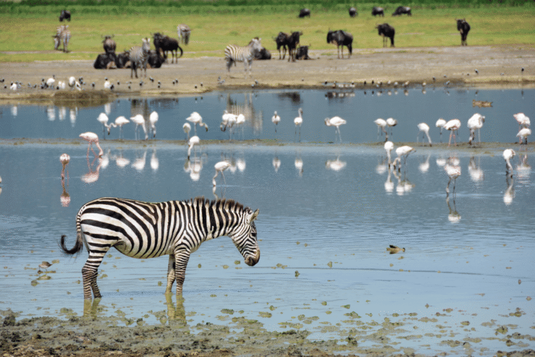 Cratera de Ngorongoro Como Visitar o Jardim do Éden Africano Guia do Mundo viagens viajar roteiros
