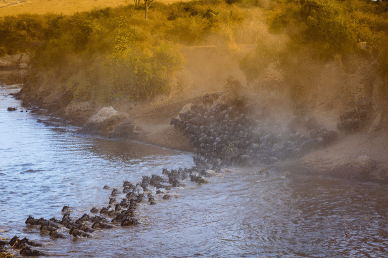 Grande Migração É melhor ver no Quénia ou na Tanzânia Guia do Mundo viagens viajar roteiros