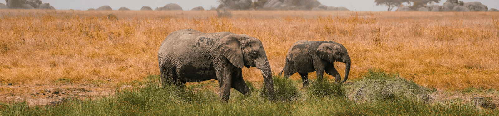 Guia de Viagem para a Tanzânia: Serengeti, Cratera e Mais