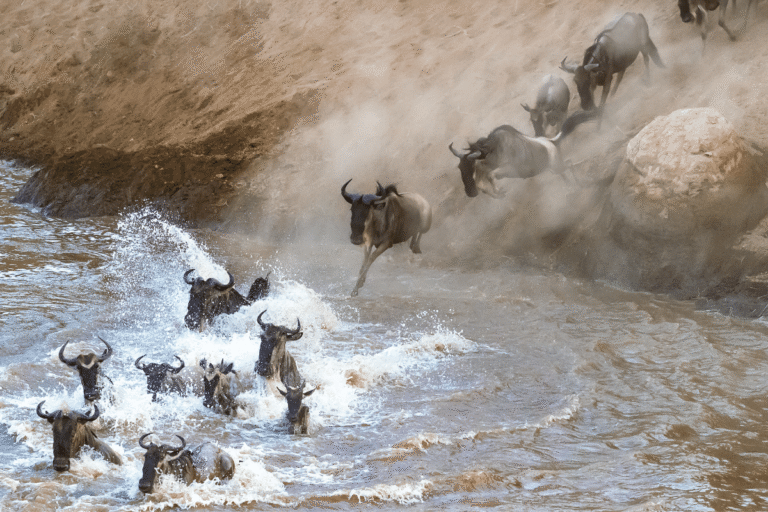 Guia para Ver a Grande Migração em Masai Mara no Quénia Guia do Mundo viagens viajar roteiros