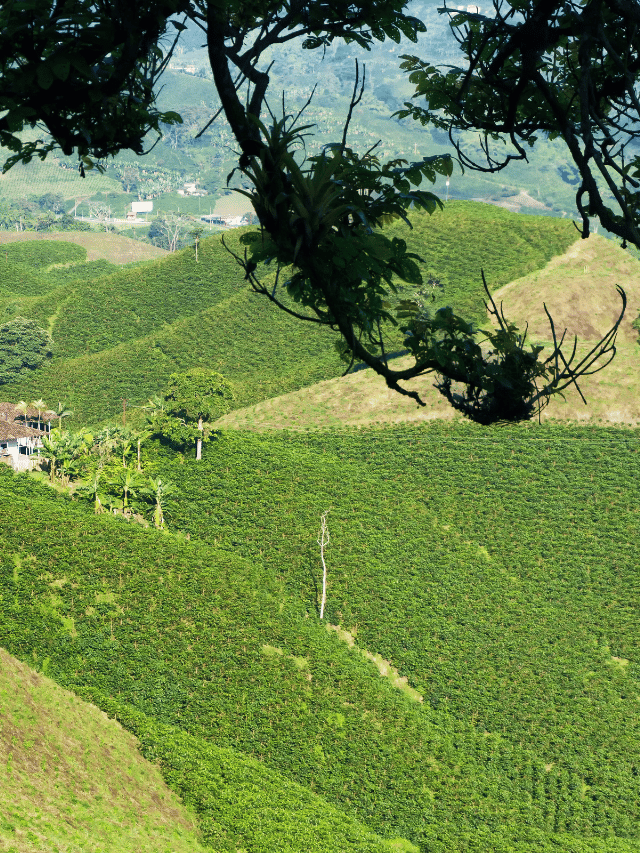 O que é o Triângulo do Café da Colômbia?