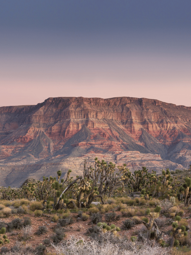 O que fazer em Joshua Tree?