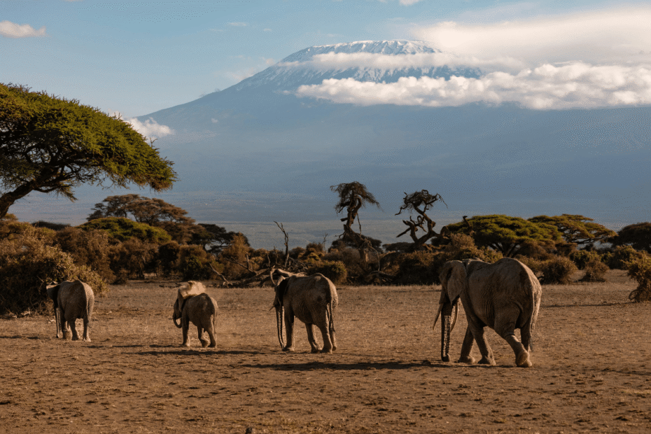 O que fazer no Parque Amboseli e ter as melhores vistas do Kilimanjaro Guia do Mundo viagens viajar roteiros