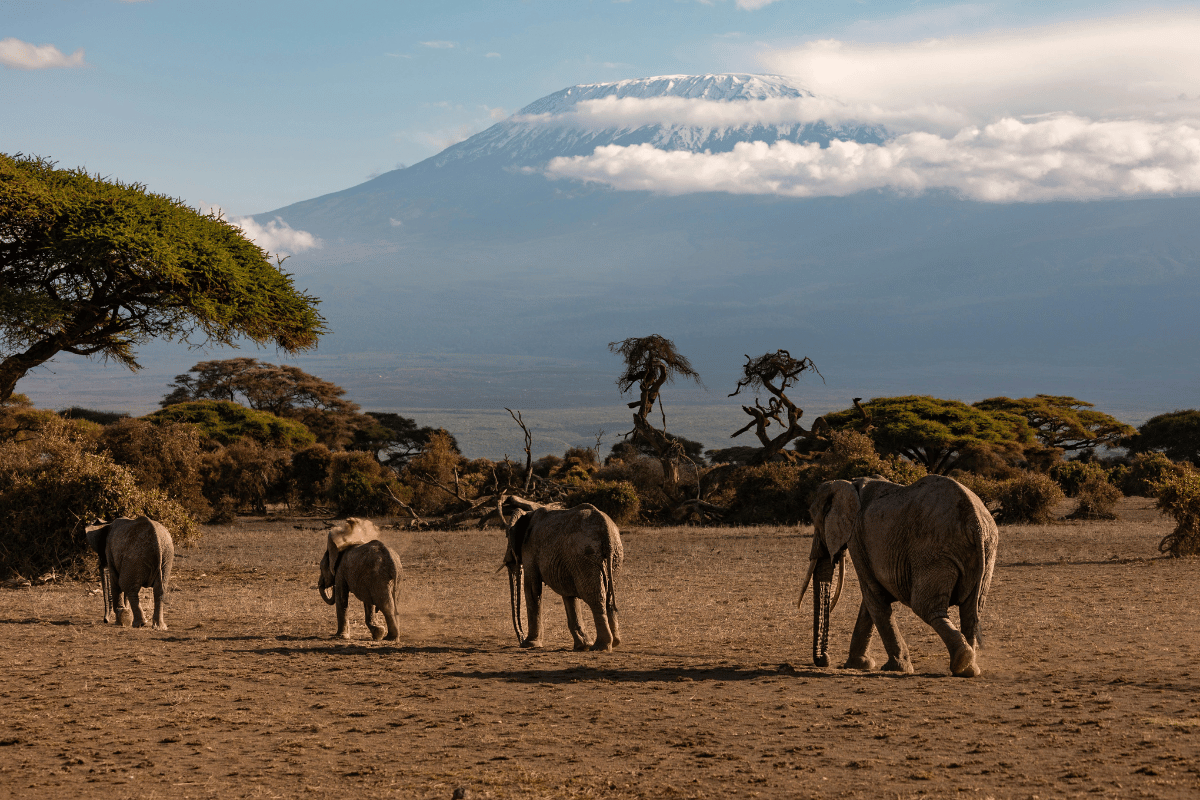 O que fazer no Parque Amboseli e ter as melhores vistas do Kilimanjaro Guia do Mundo viagens viajar roteiros