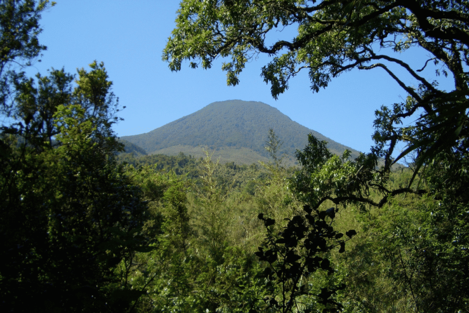 Parque Nacional de Bwindi O Guia Completo para o Trekking Guia do Mundo viagens viajar roteiros