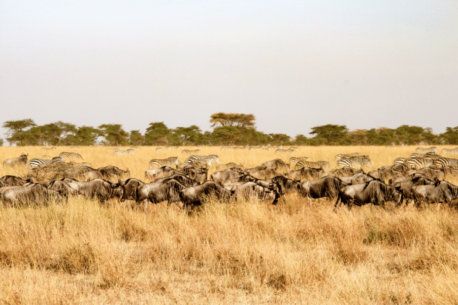 Parque Nacional do Serengeti confira o guia do Safári Mais Famoso do Mundo Guia do Mundo viagens viajar roteiros