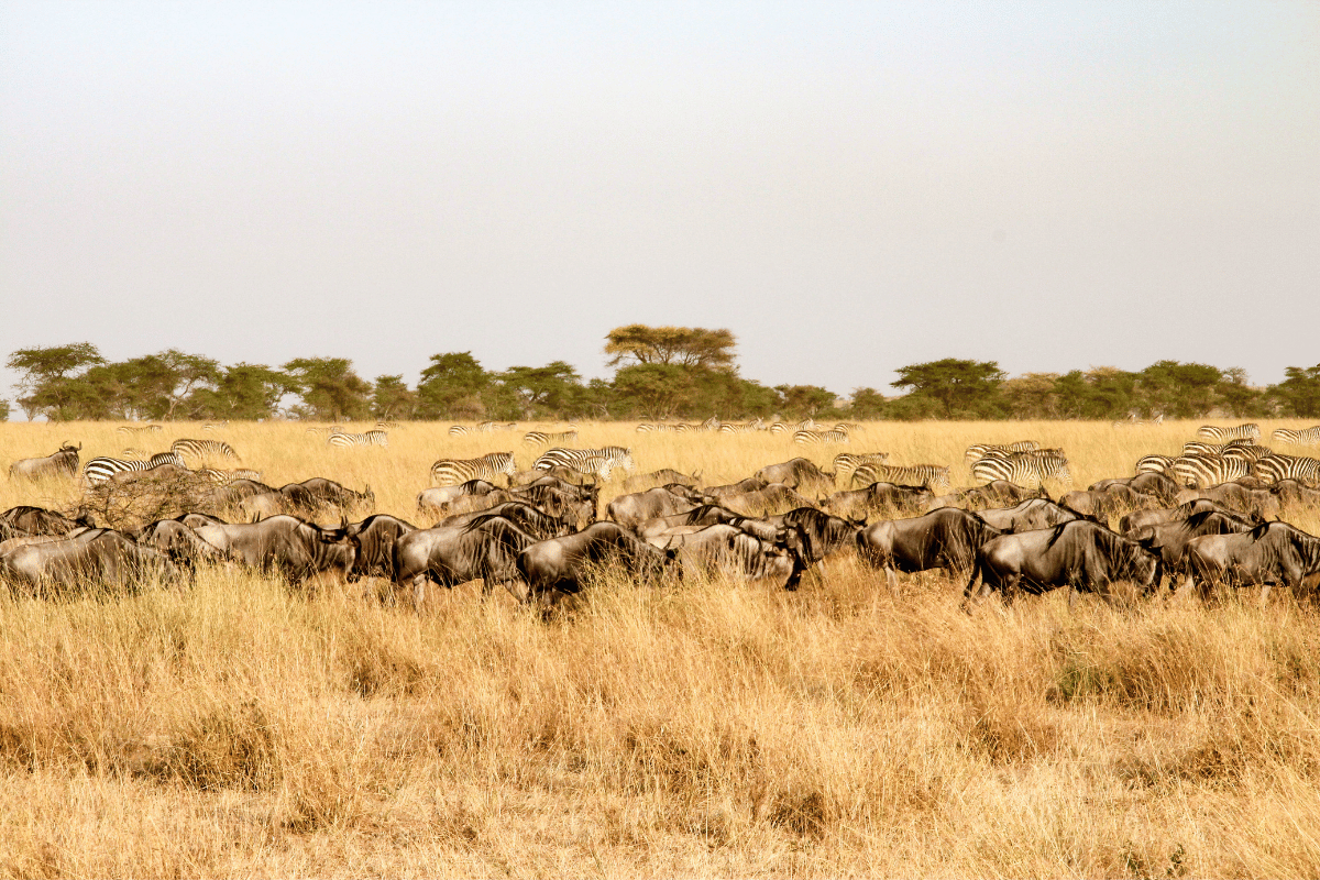 Parque Nacional do Serengeti confira o guia do Safári Mais Famoso do Mundo Guia do Mundo viagens viajar roteiros