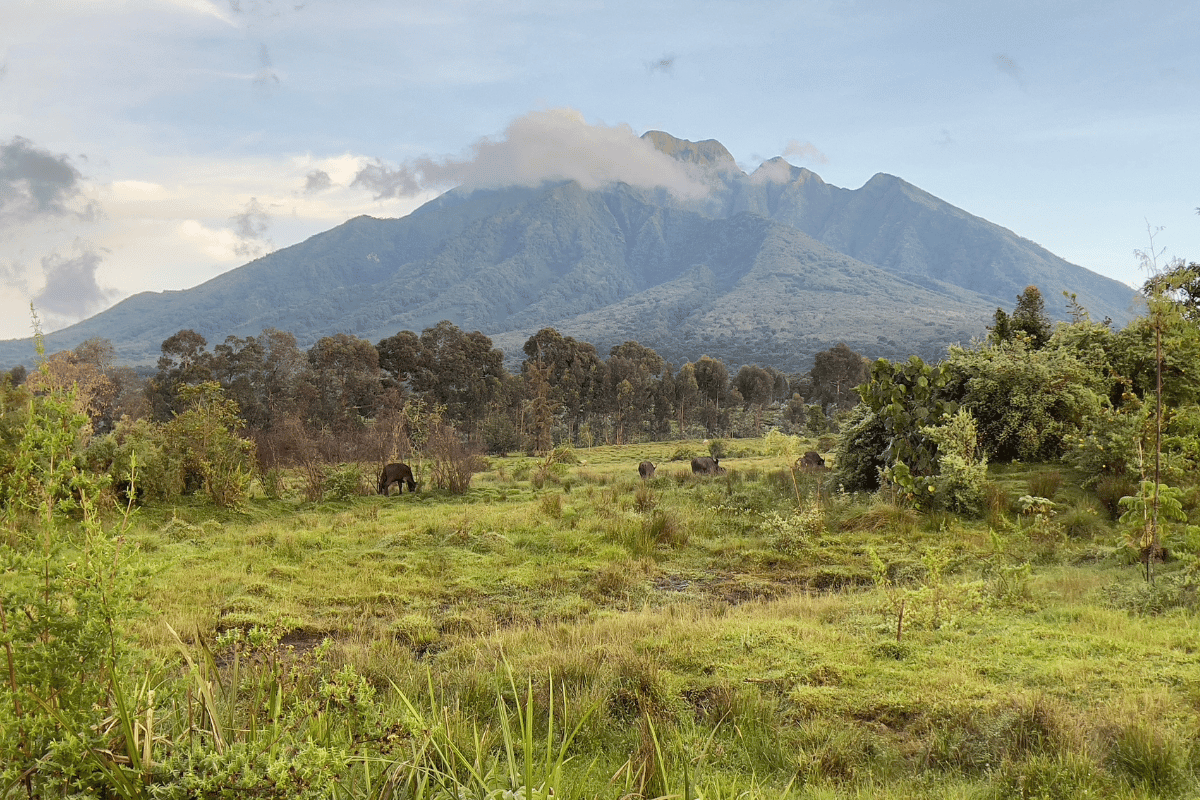 Parque Nacional dos Vulcões ruanda O Guia para o Trekking Guia do Mundo viagens viajar roteiros