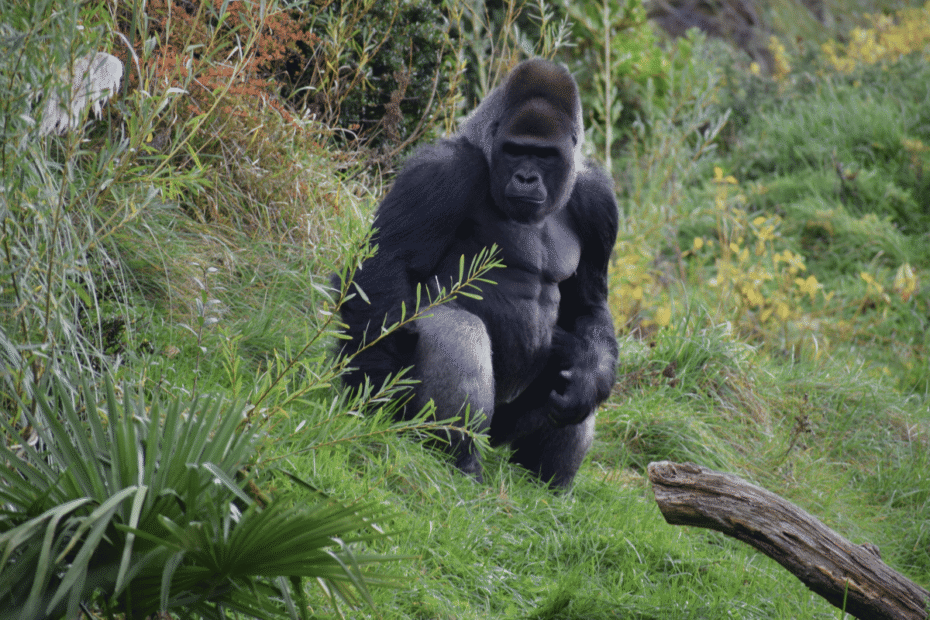 Quanto custa o Permit para ver os gorilas em 2025 Guia do Mundo viagens viajar roteiros