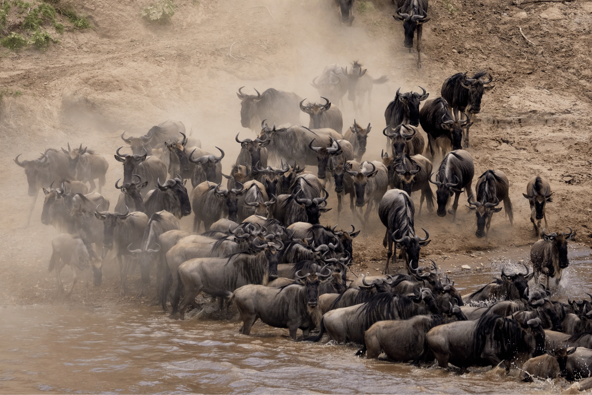 Quanto custa uma viagem para ver a Grande Migração Guia do Mundo viagens viajar roteiros