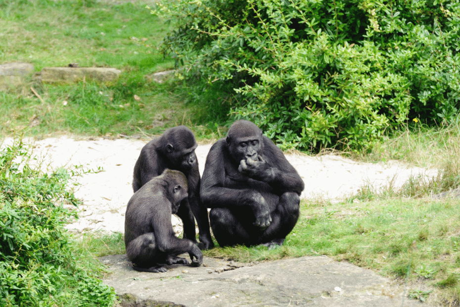 Trekking dos Gorilas Qual é melhor Uganda, Ruanda ou Congo Guia do Mundo viagens viajar roteiros
