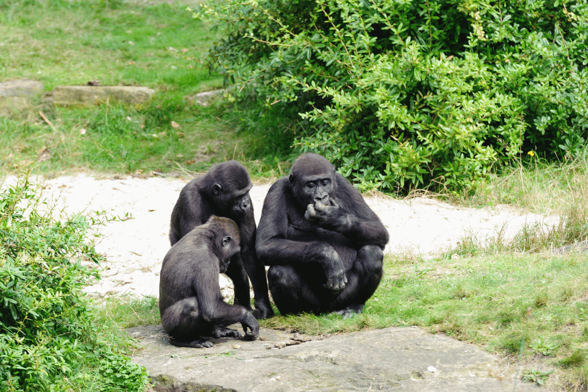 Trekking dos Gorilas Qual é melhor Uganda, Ruanda ou Congo Guia do Mundo viagens viajar roteiros