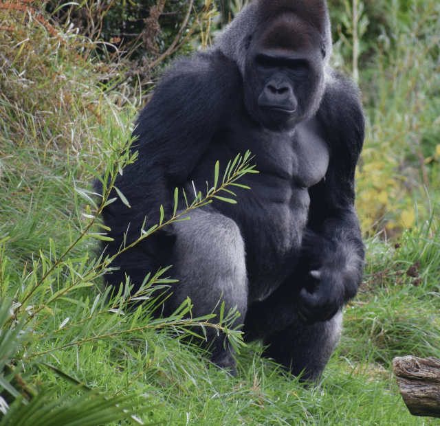 A melhor época para ver gorilas em Uganda e Ruanda Guia do Mundo viagens viajar roteiros Capa Web Stories