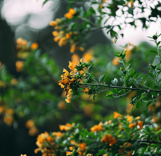 Como fazer a Ruta de las Flores em El Salvador Guia do Mundo viagens viajar roteiros Capa Web Stories