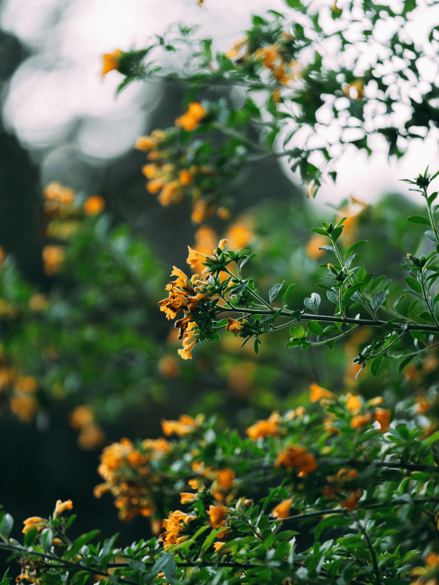 Como fazer a Ruta de las Flores em El Salvador?