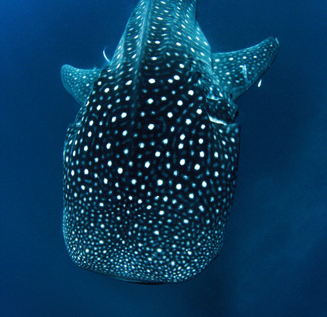 Como mergulhar com Tubarão-Baleia em Bazaruto Guia do Mundo viagens viajar roteiros Capa Web Stories