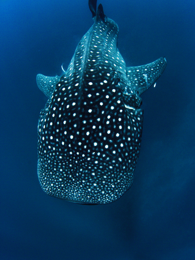 Como mergulhar com Tubarão-Baleia em Bazaruto?