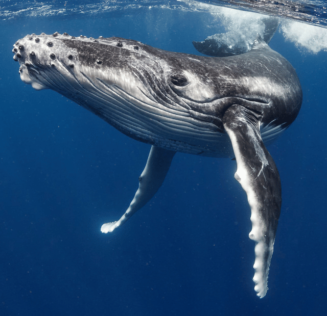 Como nadar com baleias jubarte em Tonga Guia do Mundo viagens viajar roteiros Capa Web Stories