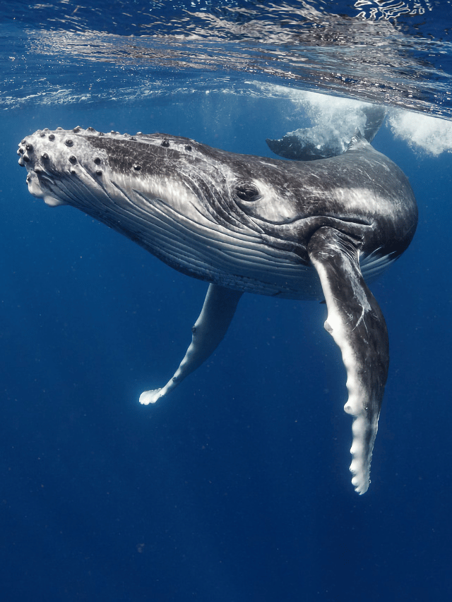 Como nadar com baleias jubarte em Tonga?