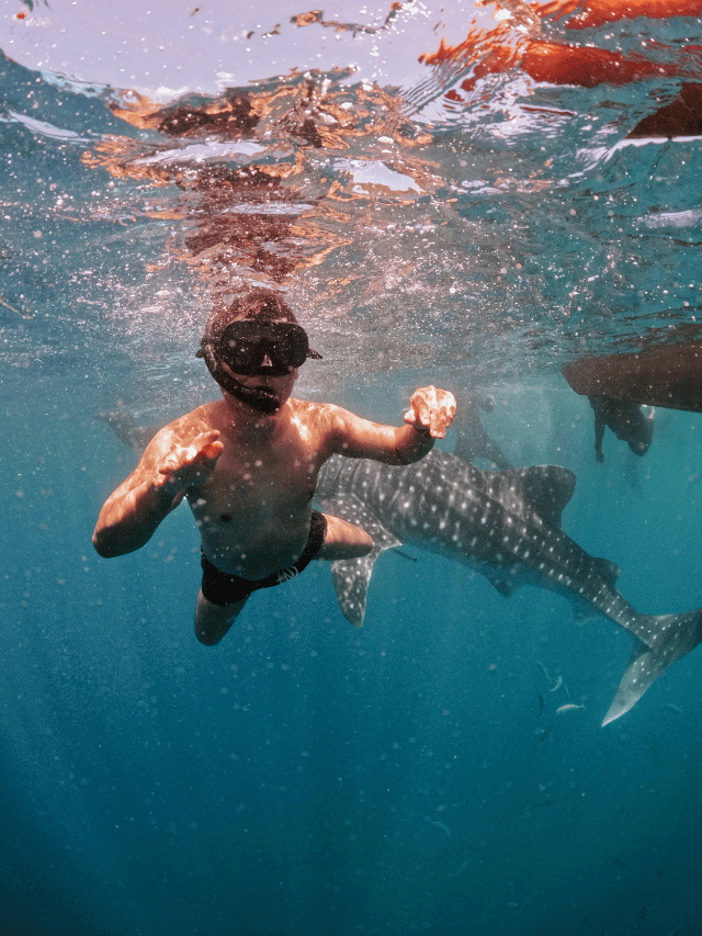 Como nadar com tubarões em Shark Ray Alley?