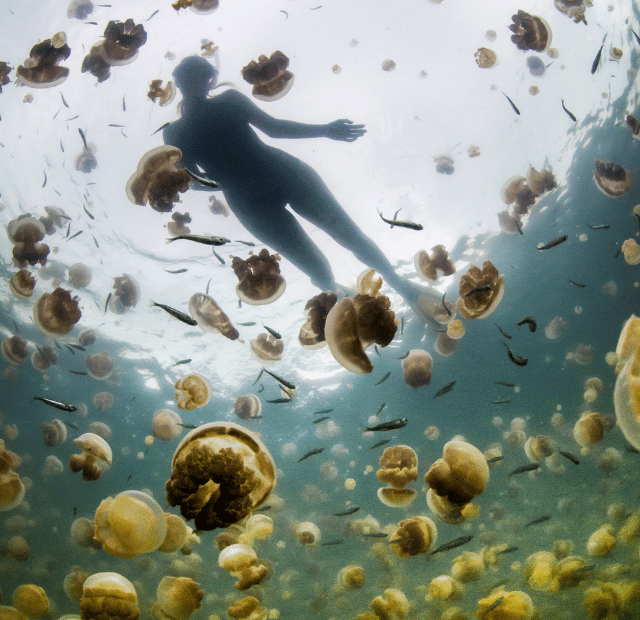 Como nadar no Lago das Águas-Vivas, Palau Guia do Mundo viagens viajar roteiros Capa Web Stories