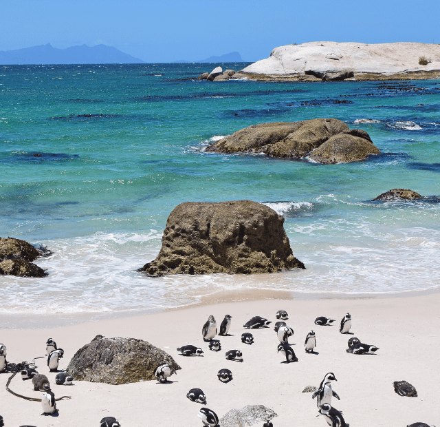 Como posso visitar Boulders Beach Guia do Mundo viagens viajar roteiros Capa Web Stories