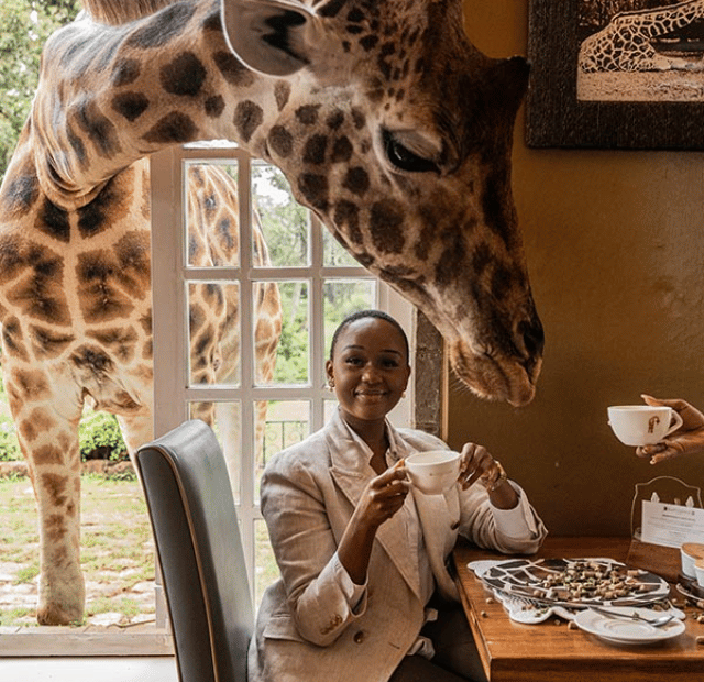 Como tomar café da manhã com girafas no Giraffe Manor Guia do Mundo viagens viajar roteiros Capa Web Stories