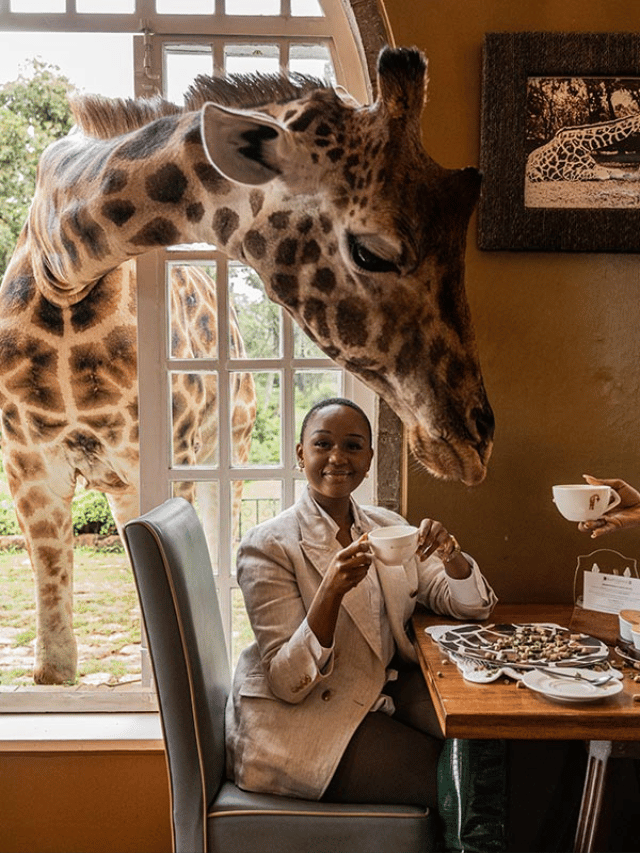 Como tomar café da manhã com girafas no Giraffe Manor?
