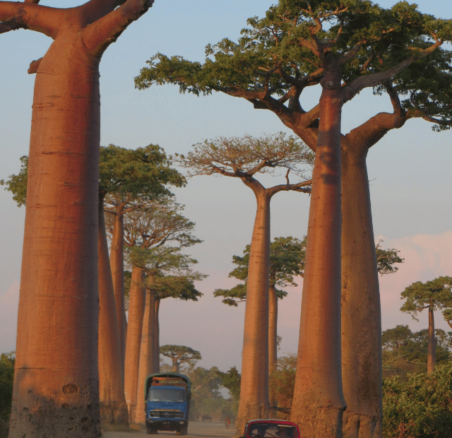 Como ver a Avenida dos Baobás em Madagascar Guia do Mundo viagens viajar roteiros Capa Web Stories