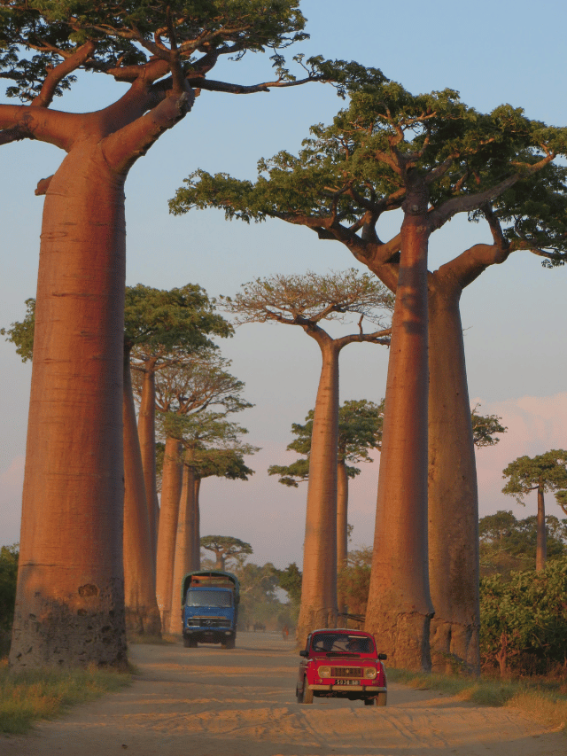 Como ver a Avenida dos Baobás em Madagascar?
