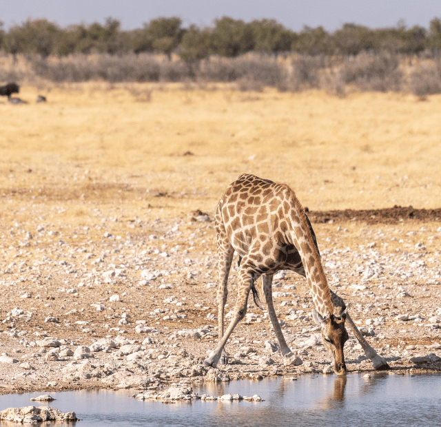 Como ver a vida selvagem concentrada em Etosha Guia do Mundo viagens viajar roteiros Capa Web Stories