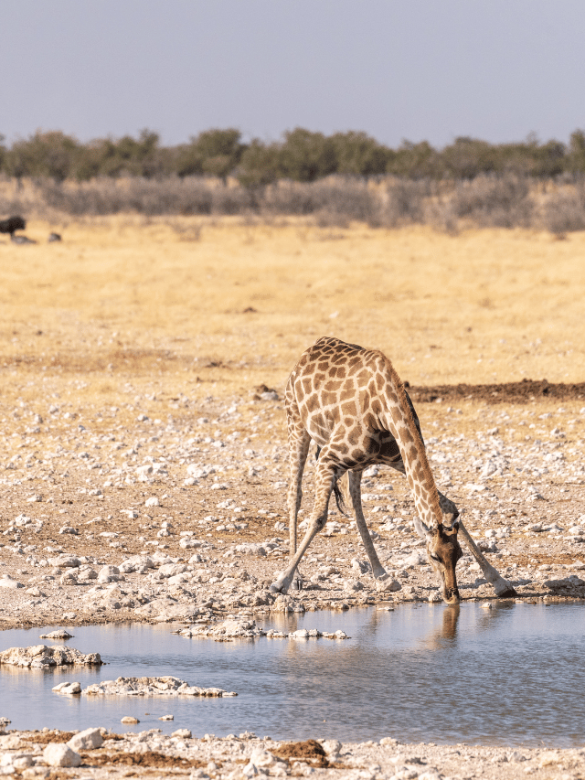 Como ver a vida selvagem concentrada em Etosha?