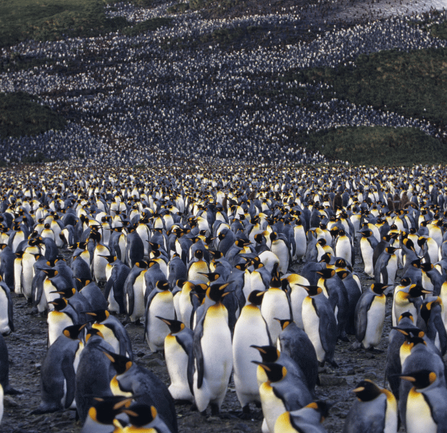 Como ver as colônias gigantes de Pinguins-Rei Guia do Mundo viagens viajar roteiros Capa Web Stories