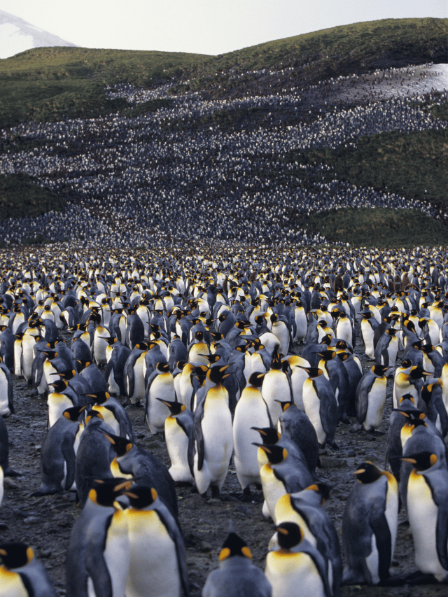 Como ver as colônias gigantes de Pinguins-Rei?