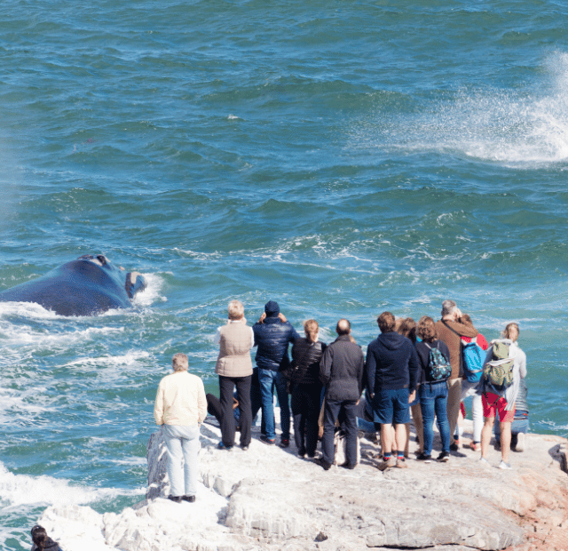 Como ver baleias da costa em Hermanus Guia do Mundo viagens viajar roteiros Capa Web Stories