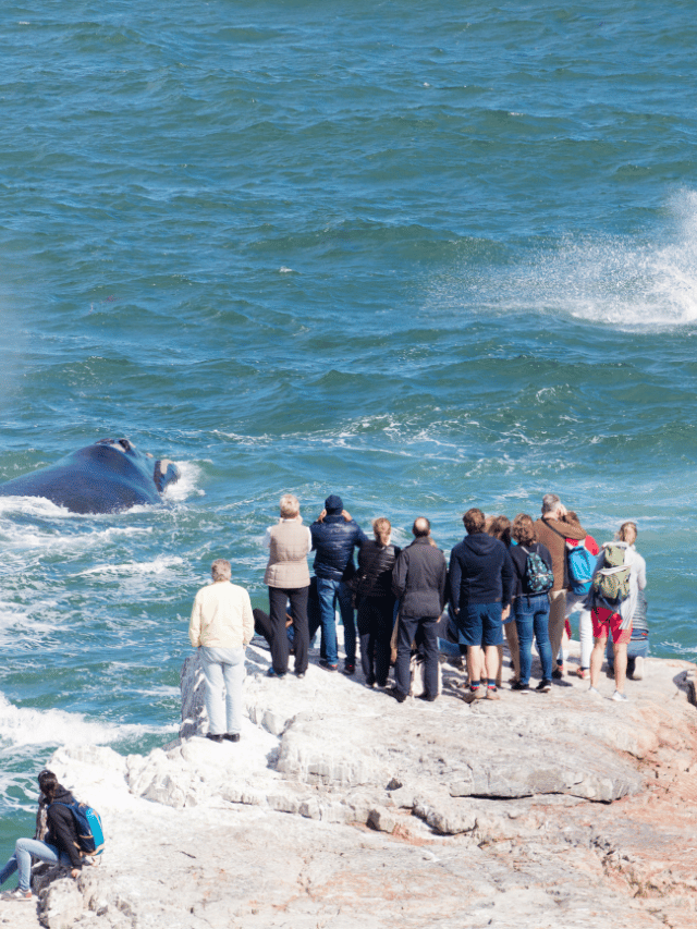 Como ver baleias da costa em Hermanus?