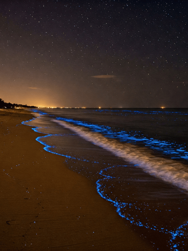 Como ver bioluminescência em Holbox e Belize?
