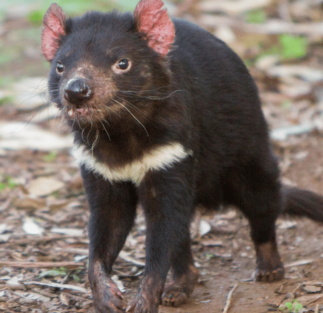 Como ver o Diabo da Tasmânia Guia do Mundo viagens viajar roteiros Capa Web Stories