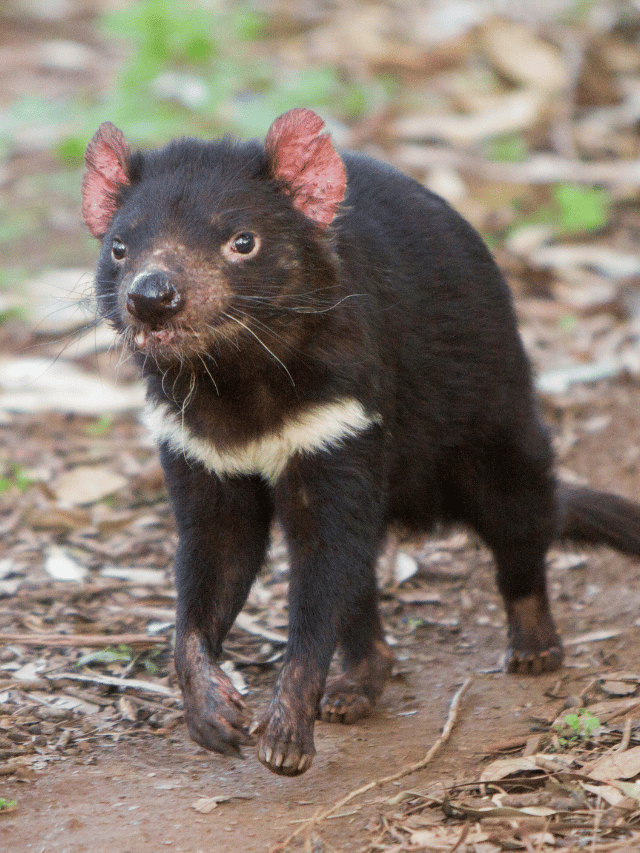 Como ver o Diabo da Tasmânia?