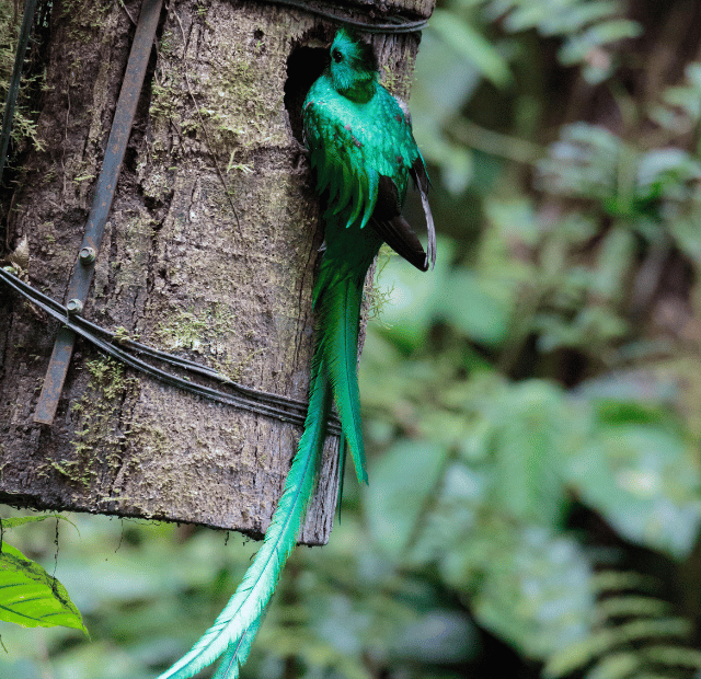 Como ver o Quetzal em Monteverde Guia do Mundo viagens viajar roteiros Capa Web Stories