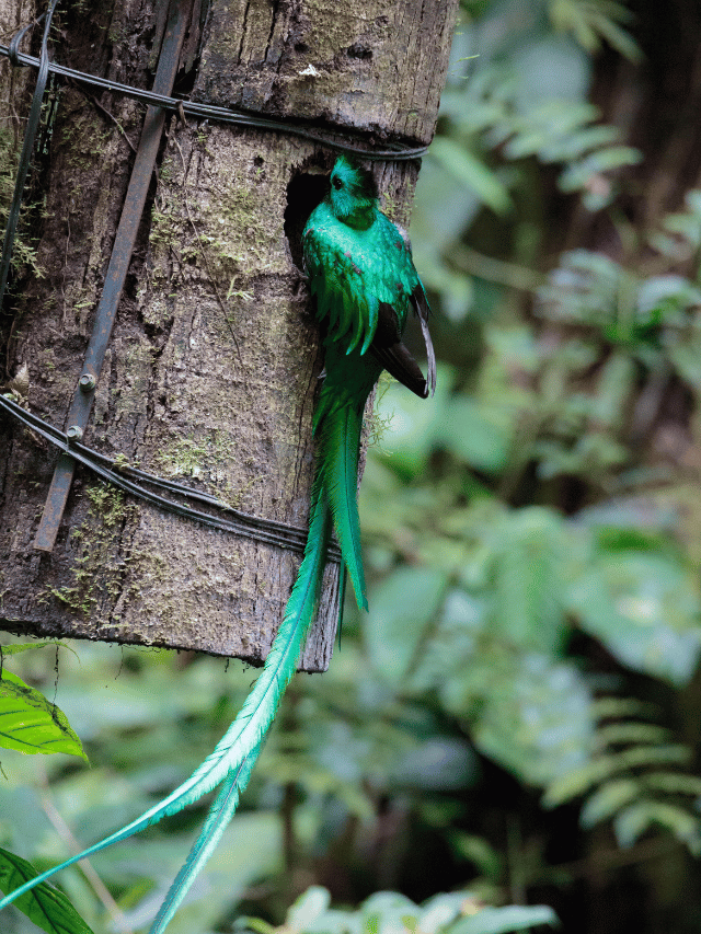 Como ver o Quetzal em Monteverde?
