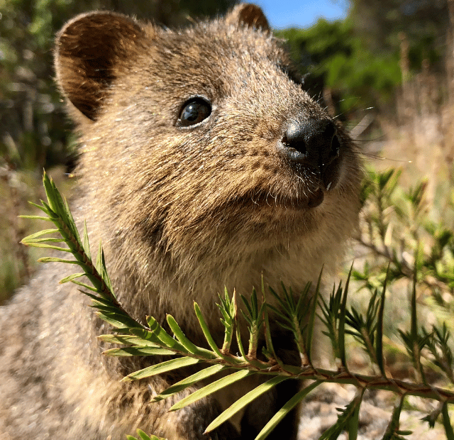 Como ver o Quokka na Ilha Rottnest Guia do Mundo viagens viajar roteiros Capa Web Stories