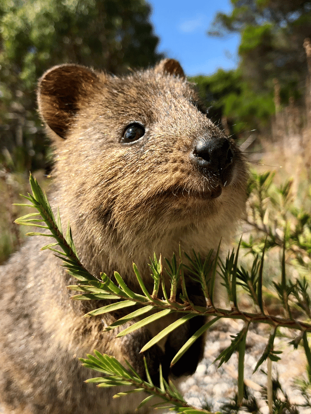 Como ver o Quokka na Ilha Rottnest?
