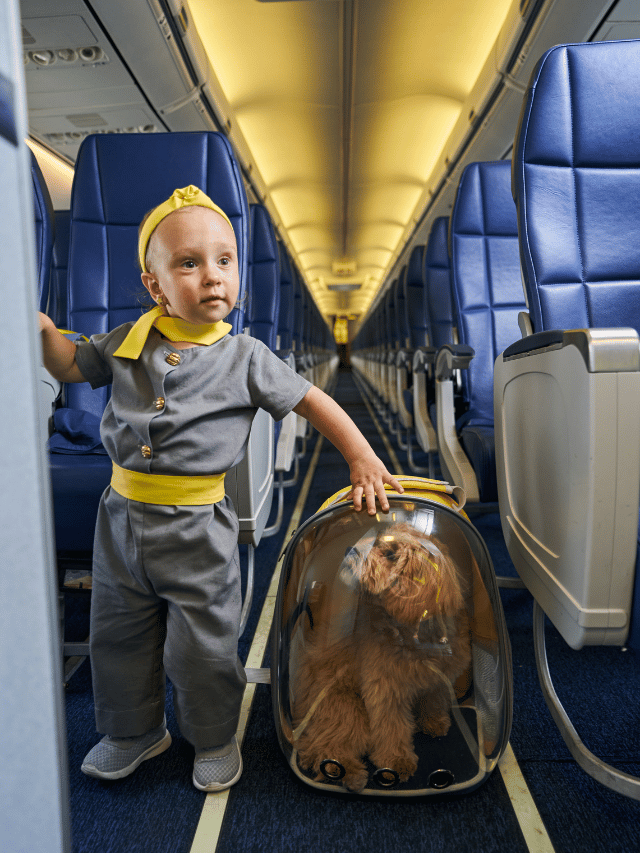 Como viajar de avião com seu pet?