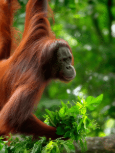 Guia para ver os orangotangos em Bornéu Guia do Mundo viagens viajar roteiros Capa Web Stories