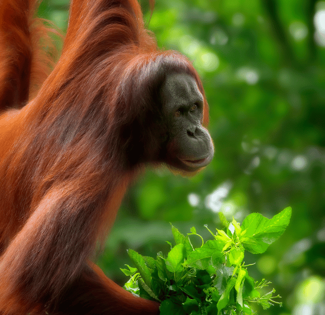 Guia para ver os orangotangos em Bornéu Guia do Mundo viagens viajar roteiros Capa Web Stories