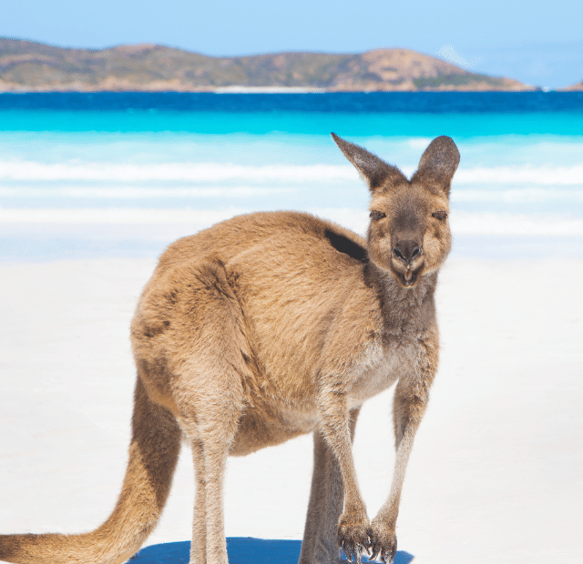 Lucky Bay Onde ver cangurus relaxando na areia Guia do Mundo viagens viajar roteiros Capa Web Stories